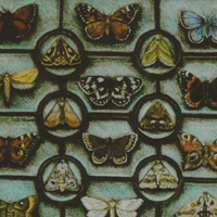 Butterfly Grid drawing