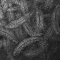 Feathers drawing
