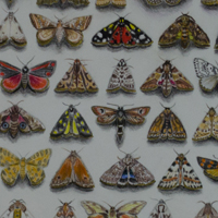 Lepidoptera drawing