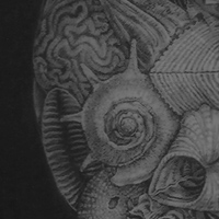 Shells drawing